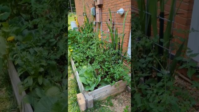 Utilizing every inch of my small side garden #urbangardener #gardening #squarefootgardening #tomato