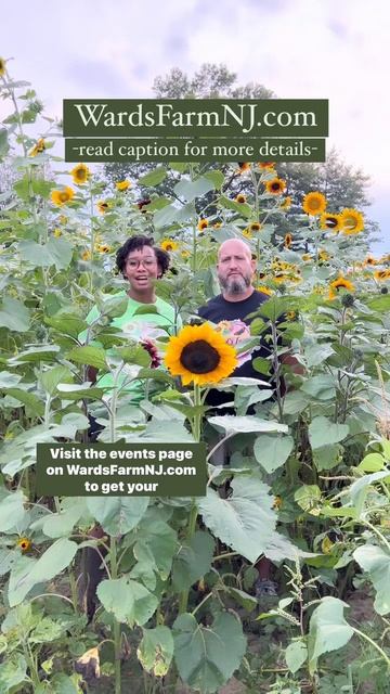 Pick Your Own Sunflowers at Ward’s Farm NJ Fall 2022