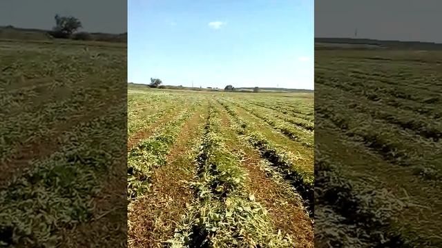 Другой укос покос лугового сена отавы