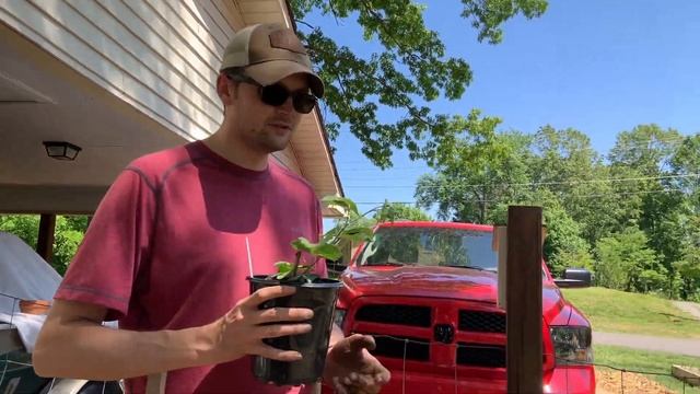 Planting An Edible Privacy Hedge
