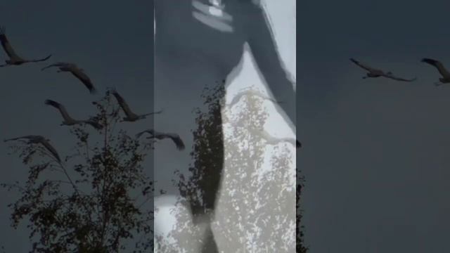 журавли