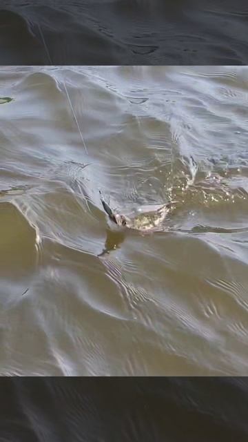 Жереховая потеха на Волге в Самаре. Подпишись: https://vk.com/rybalkasgidomru  #рыбалка #fishing