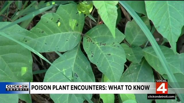 Here's what to do if you encounter poison plants in Metro Detroit