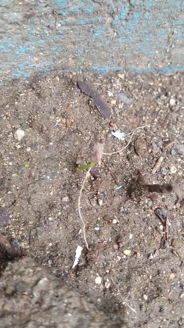 GUAVA SPROUTS