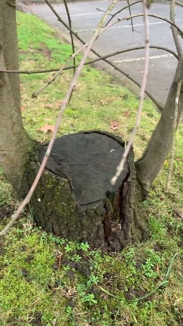 Vandalized Pin oak: weak branch attachment  #garden #tree