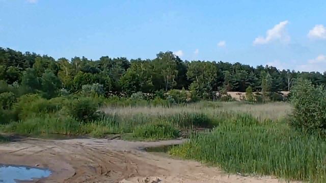 Собираем ягоды в сосновом лесу