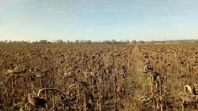 Уборка соняшника з міжряддям 0,54см    27 сентября 2017 г.