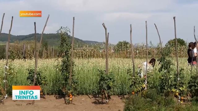 Tuberoza de Hoghilag, prima floare din România cu certificarea Indicaţiei Geografice Protejate