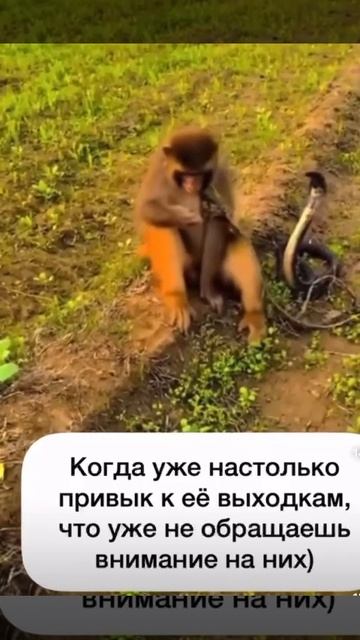 Привык к выходкам жены