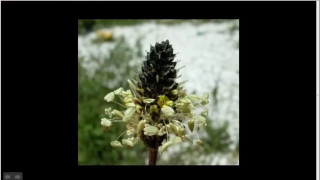Plantago lanceolata | Narrowleaf Plantain (Pt 1 of 2)