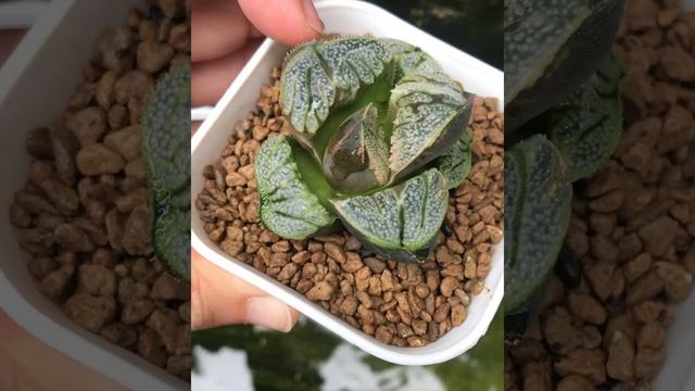Mengenali ciri2 haworthia splendens cv. aries murni  #houseofsucculentbali #haworthialovers