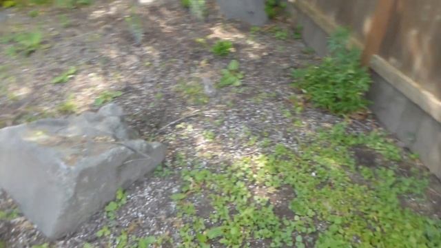 Tall Woman Gardening Vlog Part 2-Snap peas & wild flowers-  A day in the life of a 6'2 woman