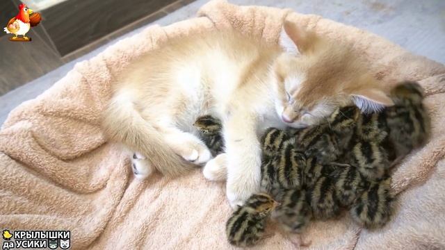 Утята и Цыплята - Кошки и котята (159) Хвостики да Усики ❣️🤗😂