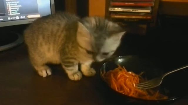 Котик бакс ест острую морковь