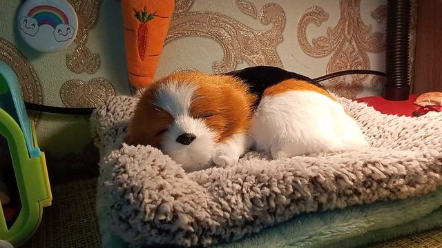 новая собачка
