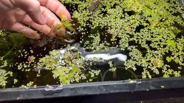 Water Sprite as Floating Plant?