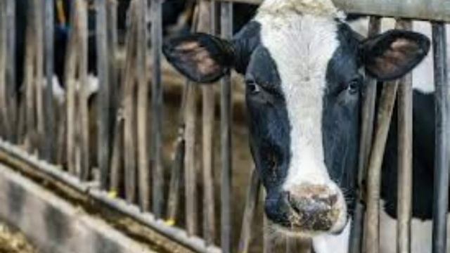 18 февраля - Агафья Коровница, Голодуха. Традиции и приметы