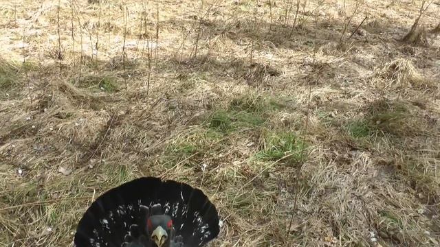 Глухарь боец