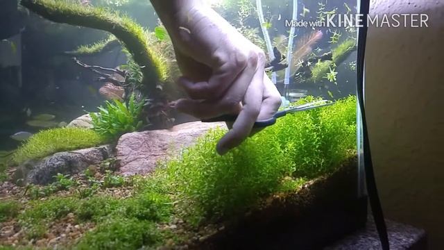 Trimming my planted Aquarium!!!