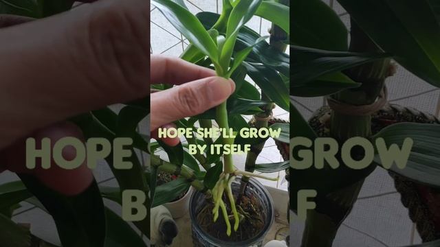 Dendrobium Nobile Update in Water Culture