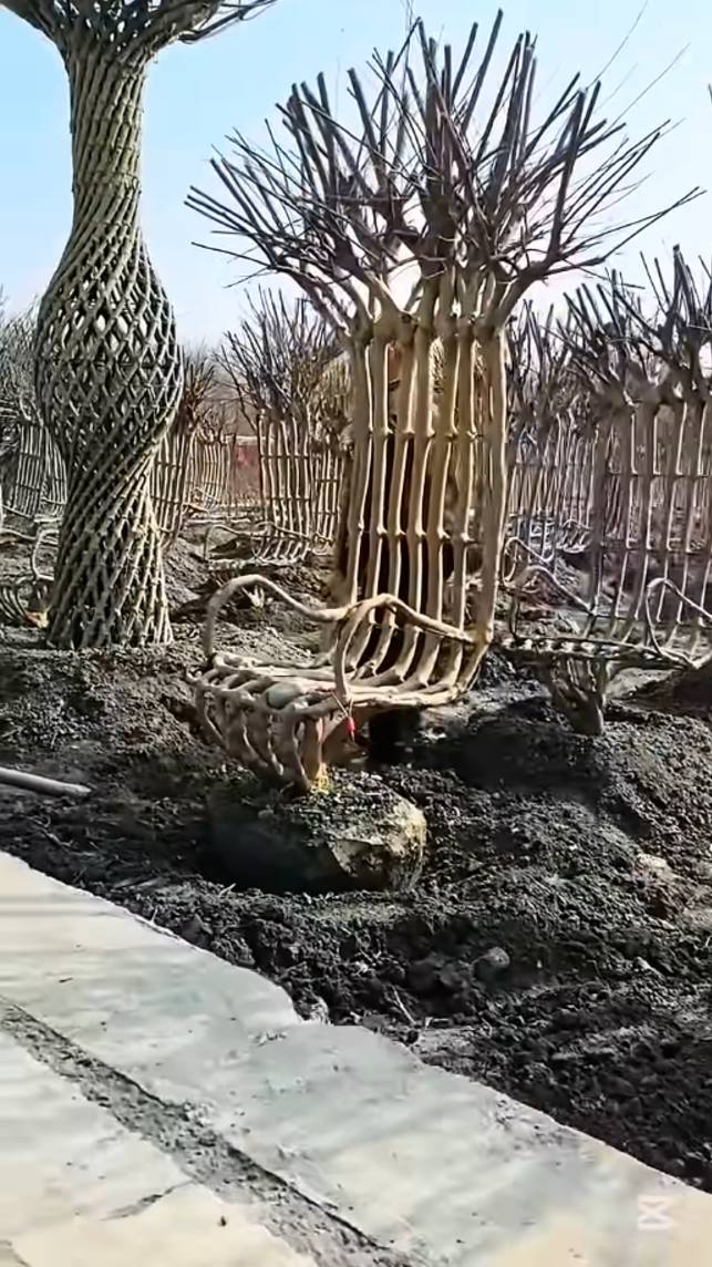 🪑Красивый уникальный сад Бонсай! #shorts #garden #советы