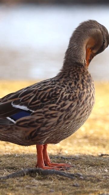 Mallard 😍 #shorts #animals