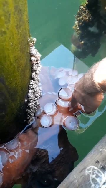 Посмеемся (242)