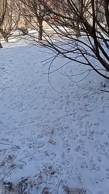 снег