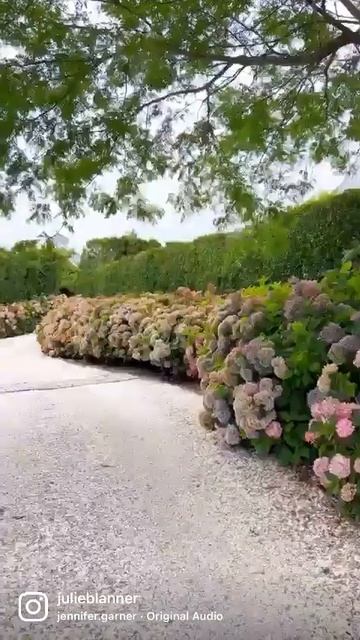 Hydrangea