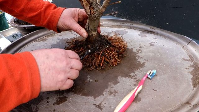 Repotting My Norway Maple, The Bonsai Zone, March 2022