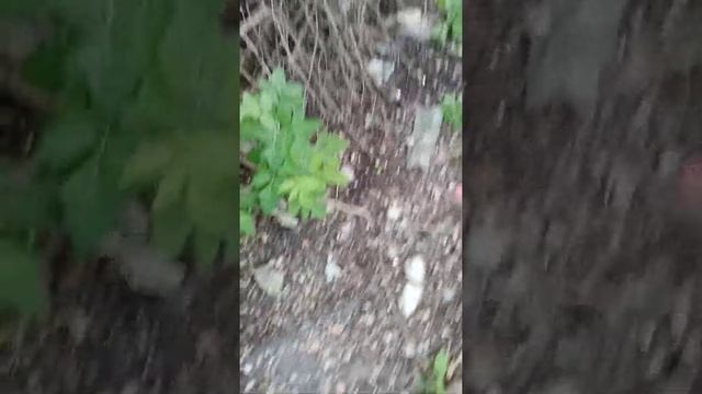 БОРЩЕВИК???...