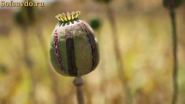 ТЕЗКОР ХАБАР !! ЖИЗЗАХДА 25 КГ КУКНОРИ ТОПИЛДИ !