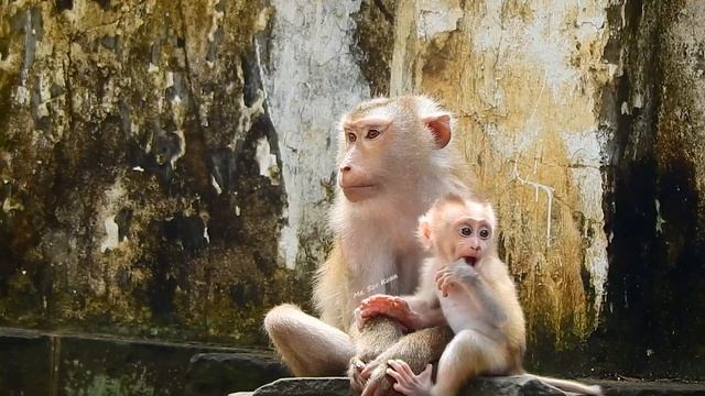Libby grab Leo's head for grooming and baby play lonely around mama