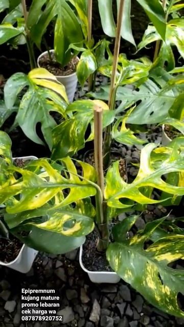 Epipremnum kujang mature