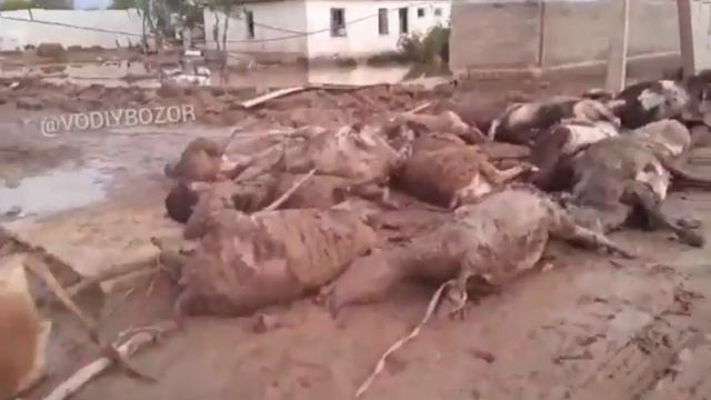 БУ ВИДЕОДАН КЕЙИН УЗИМГА КЕЛИШИМ КИЙИН БУЛДИ
