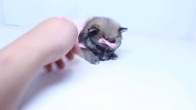 Stunning Female Pomeranian Puppy By PuppyHeaven.com