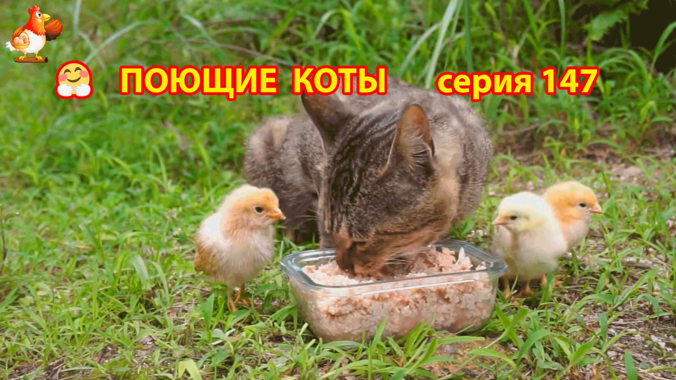 Крутые коты у птичьего двора серия (147) 🐈🐈😹 Природа Абхазии и подворье с птицами и животными ❣