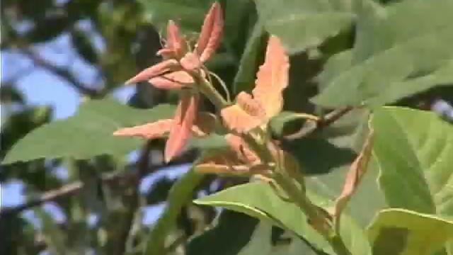 Monterrey Oak.mp4