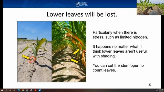 Growth Stages of Mid-Atlantic Grain Crops