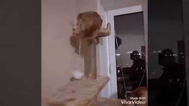 Обжора и ужасный шарик
