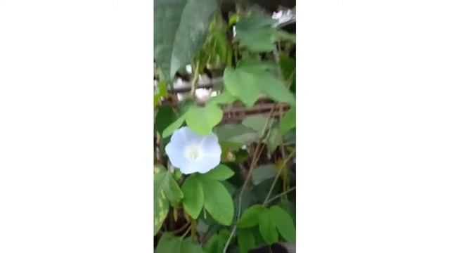 Bunga vegetasi lebah#Morning glory
