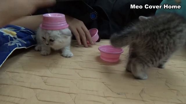 Master-Class: How To Paint A Cat 2021