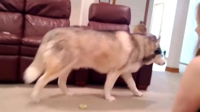 Mocha Tries A Lime