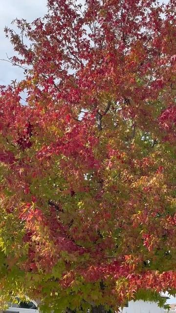 Maple Yellow Tree. #fallnovember2023 #mapletree #everyone #highlights #goodvibes #fypシ゚