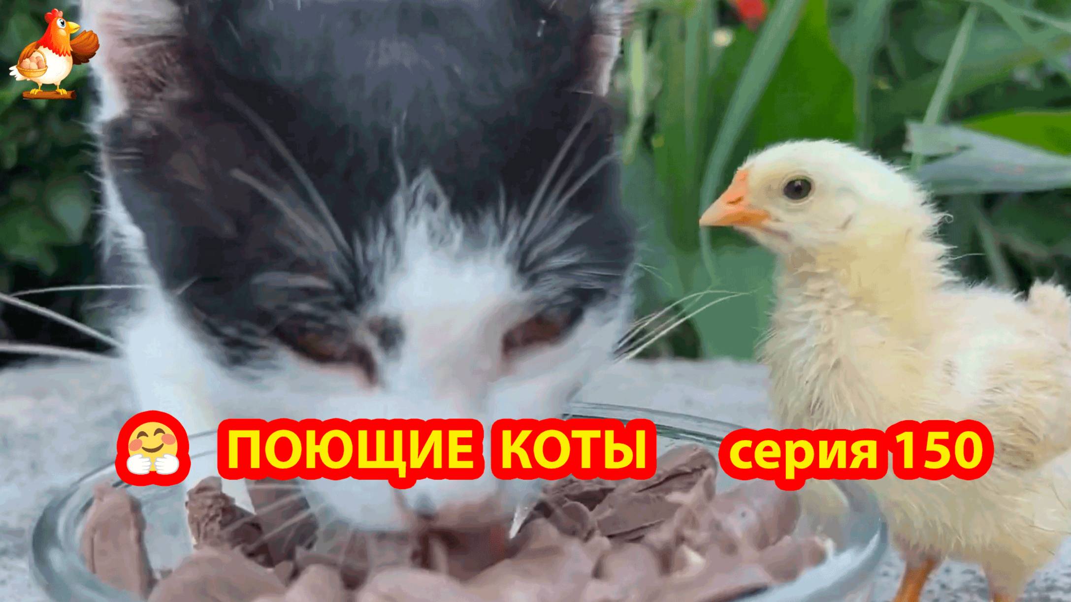 Крутые коты у птичьего двора серия (150) 🐈🐈😹 Природа Абхазии и подворье с птицами и животными ❣