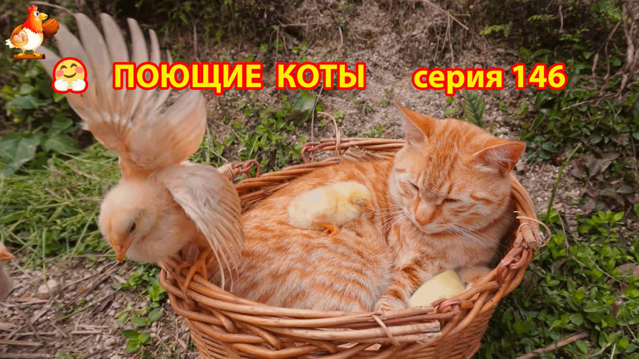Крутые коты у птичьего двора серия (146) 🐈🐈😹 Природа Абхазии и подворье с птицами и животными ❣