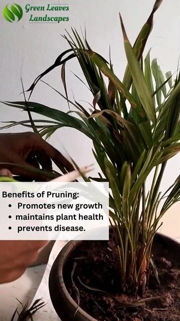 "Pruning Your Areca Palm: Tips for Healthier Growth" #greenleaves  #PlantPruning #ArecaPalmCare