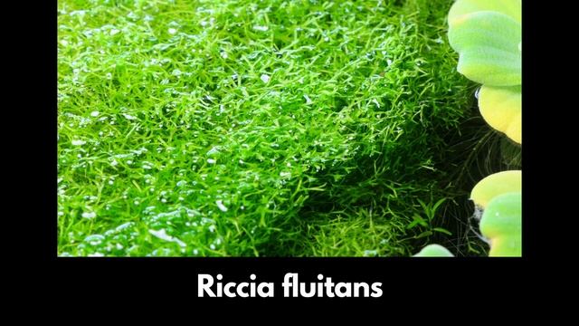 7 PLANTAS ACUATICAS PARA TU ACUARIO DE AGUA DULCE (PRINCIPIANTE)