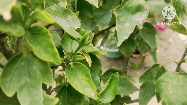 Hibiscus Plant From Flower | How To Get More Flowers From | Flower House🌺🌺