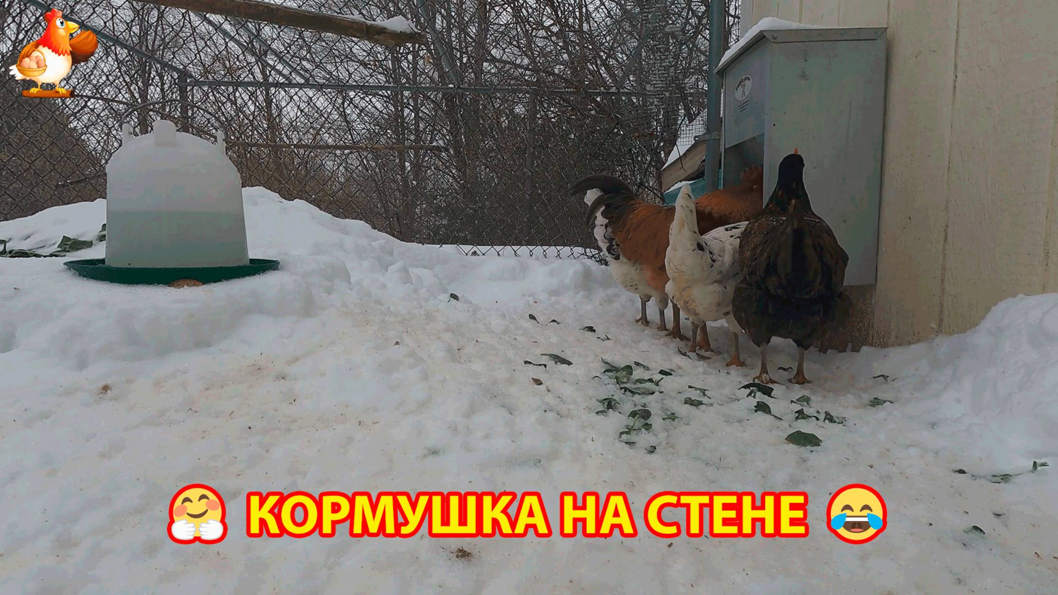 Кормушка курам на стене курятника понравилась несушкам